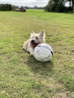 A playful puppy in a miniature referee uniform sitting next to a soccer ball.