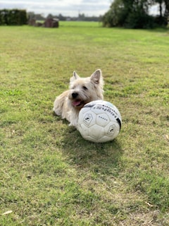 A playful puppy in a miniature referee uniform sitting next to a soccer ball.