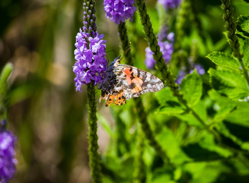 white, yellow, and black butterfly close-up photography