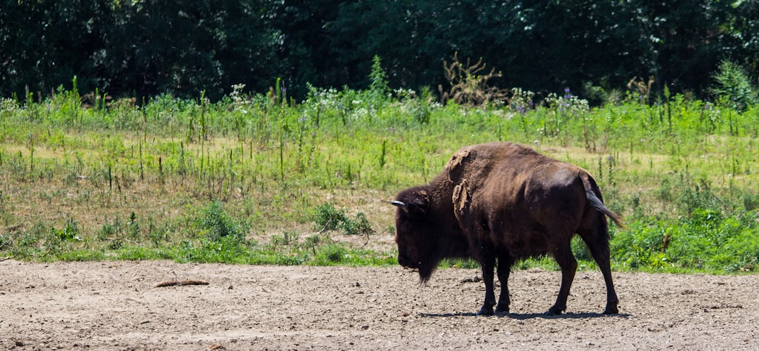 bison on field during daytime