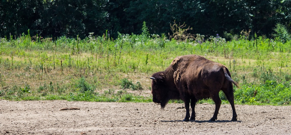 bison on field during daytime