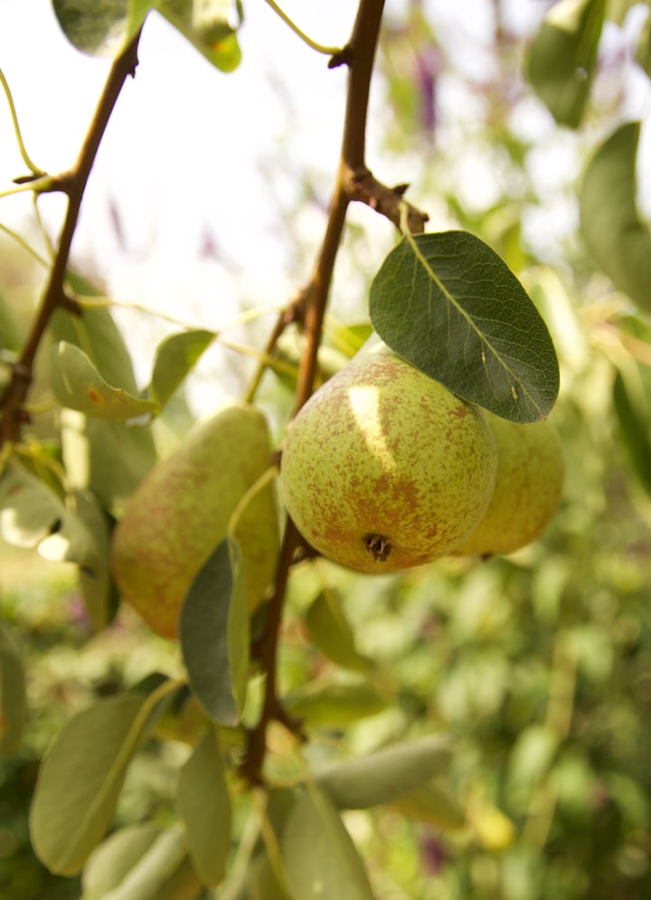 A Pair Under Pears