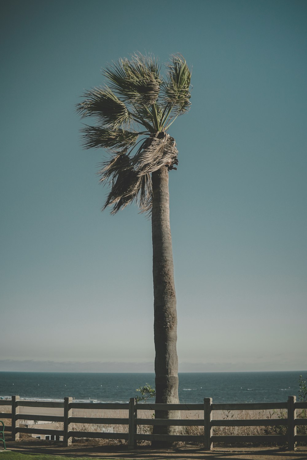 brown and green palm tree