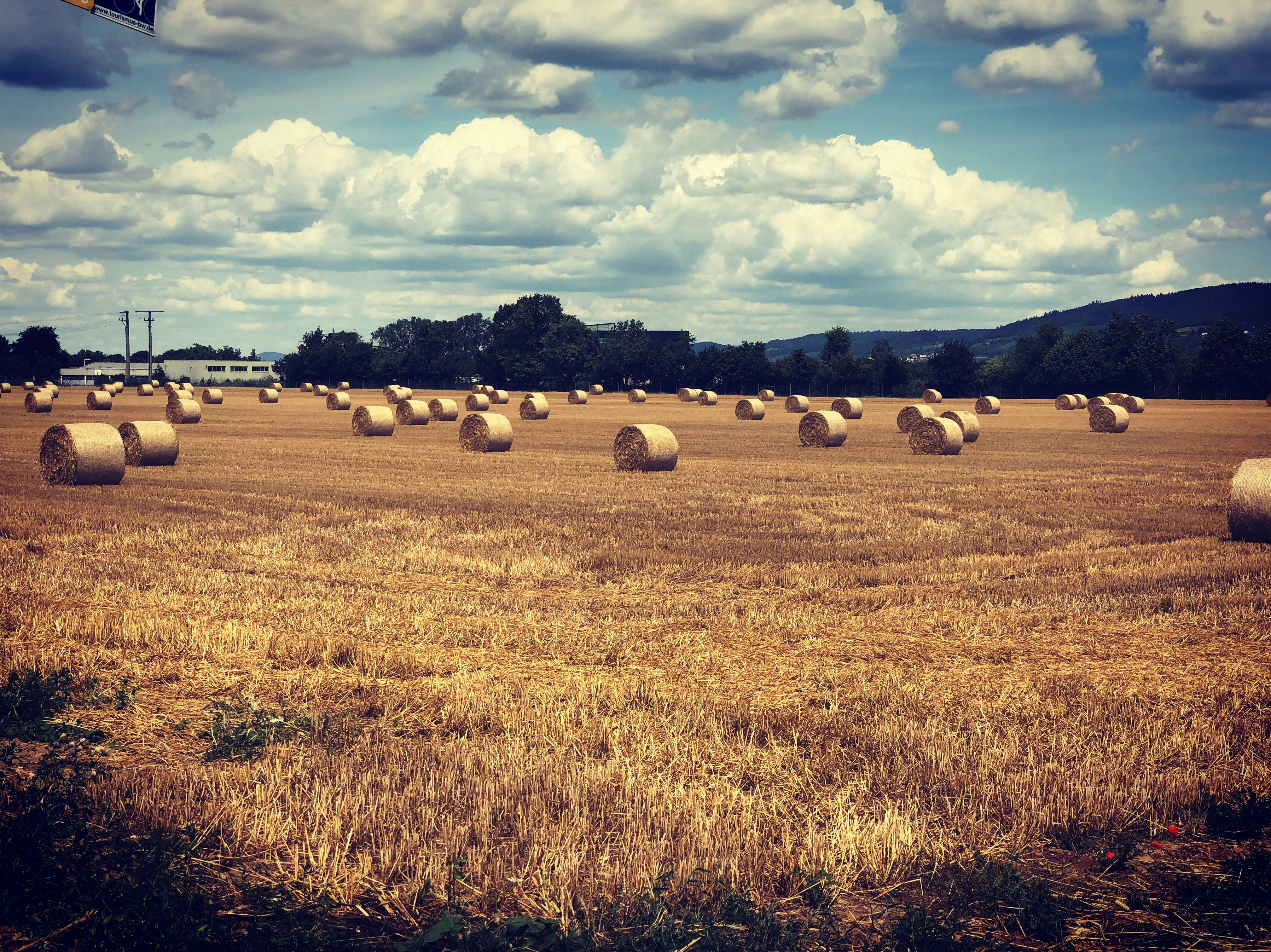 brown grass field under white and blue sky