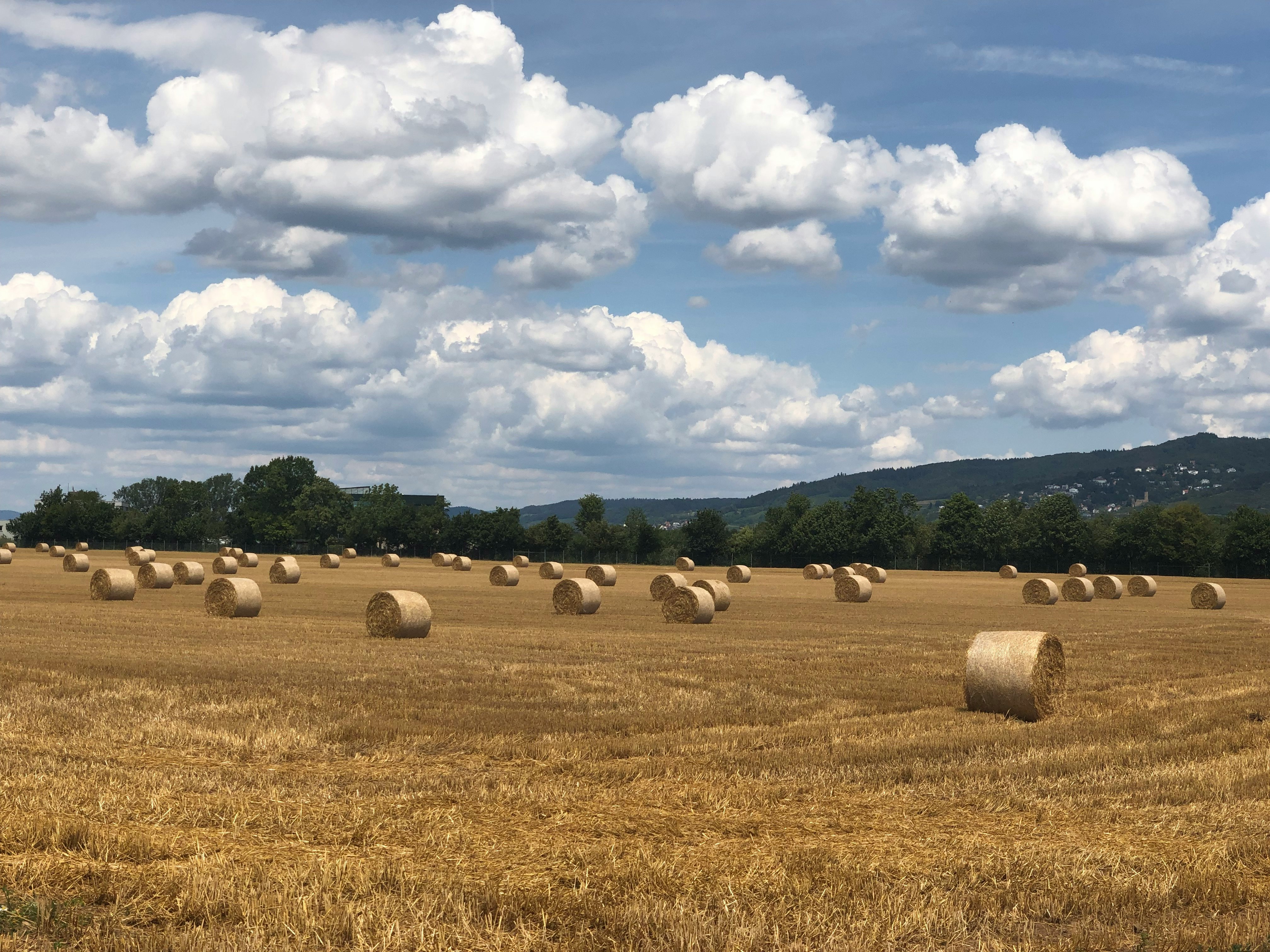 brown grass field under white and blue sky at daytime