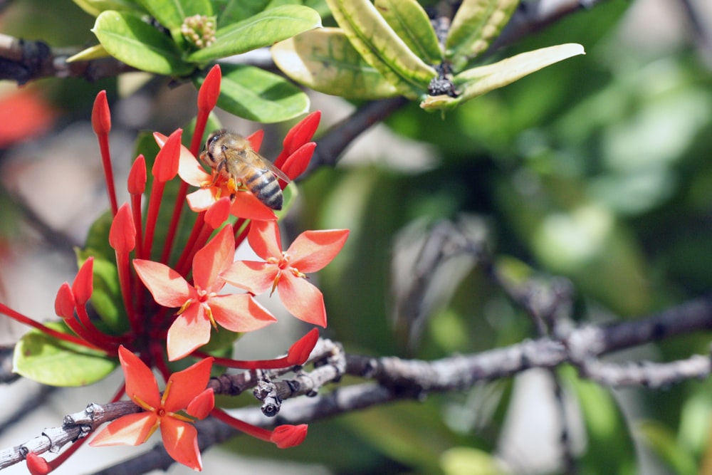 red ixora flowers