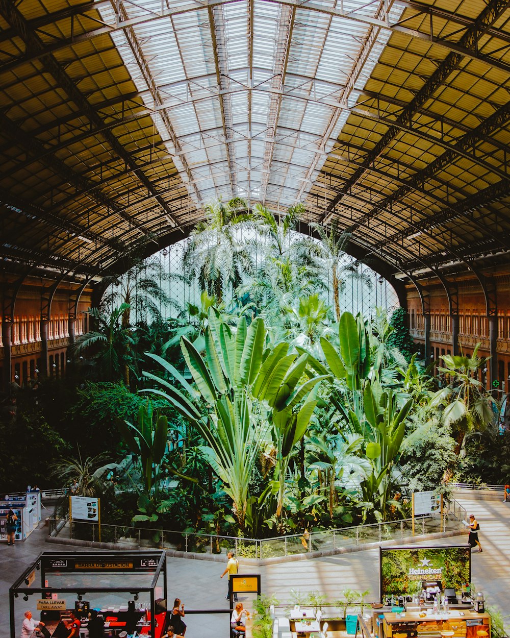 people inside building near green leaf plants