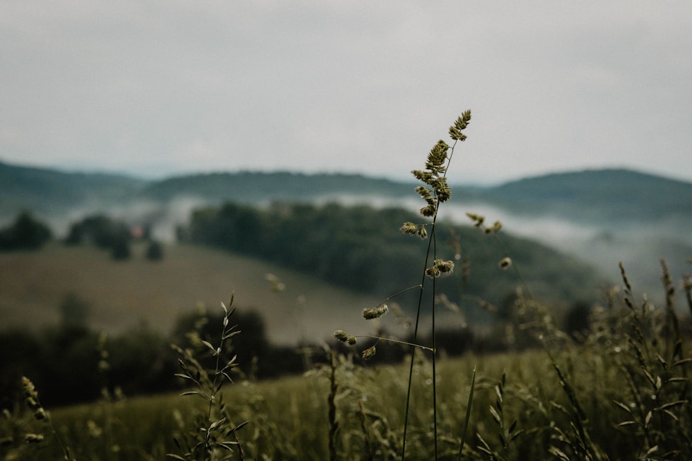 selective-focus photography of grass