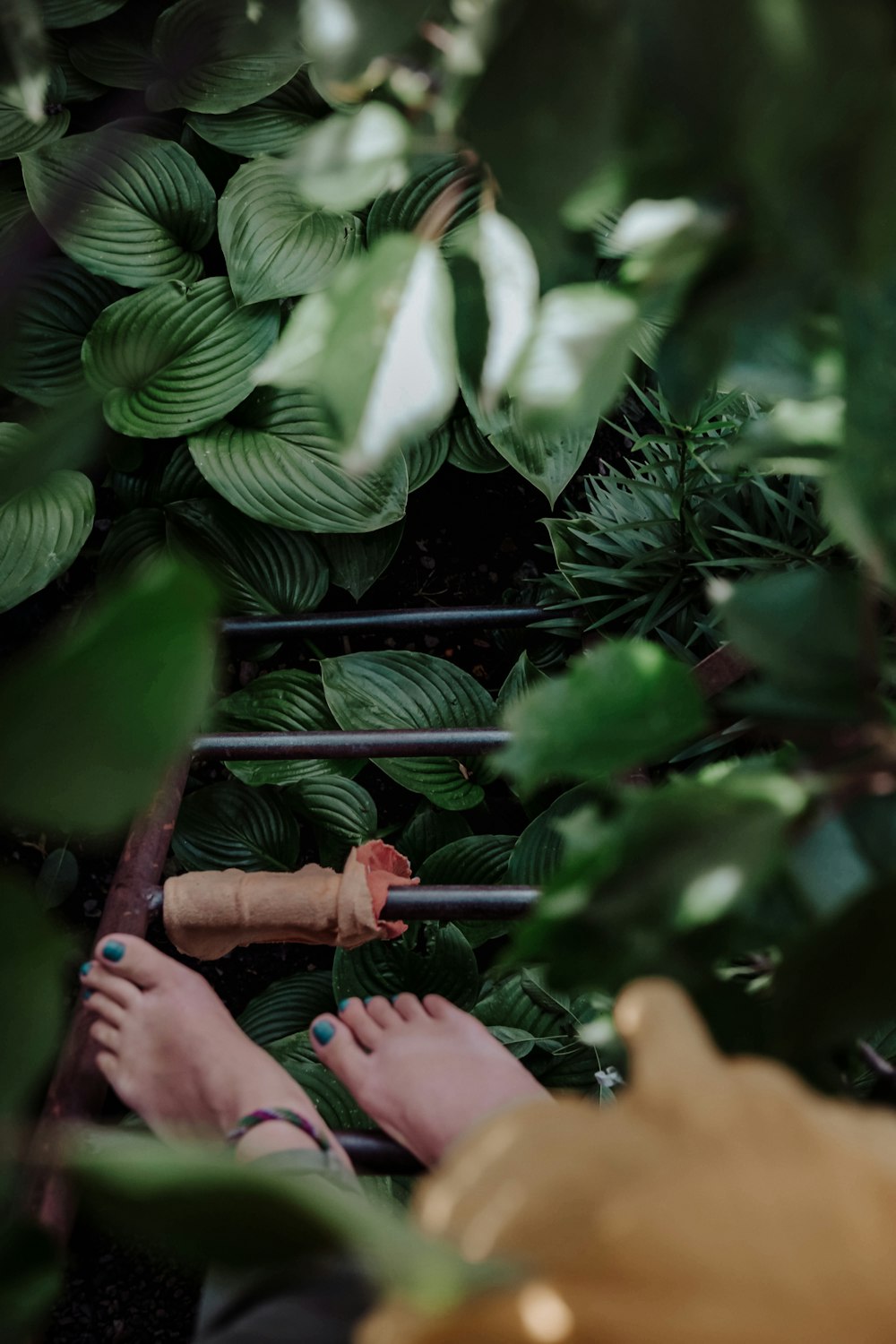 person on ladder between plants