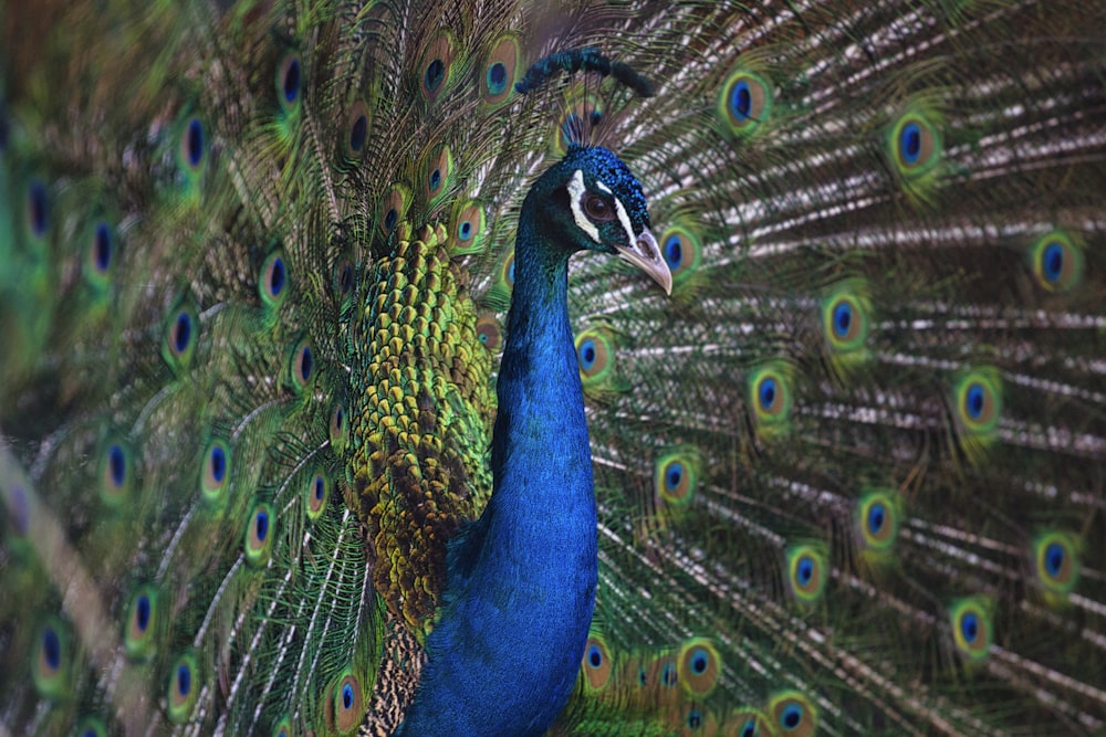 blue and green peacock