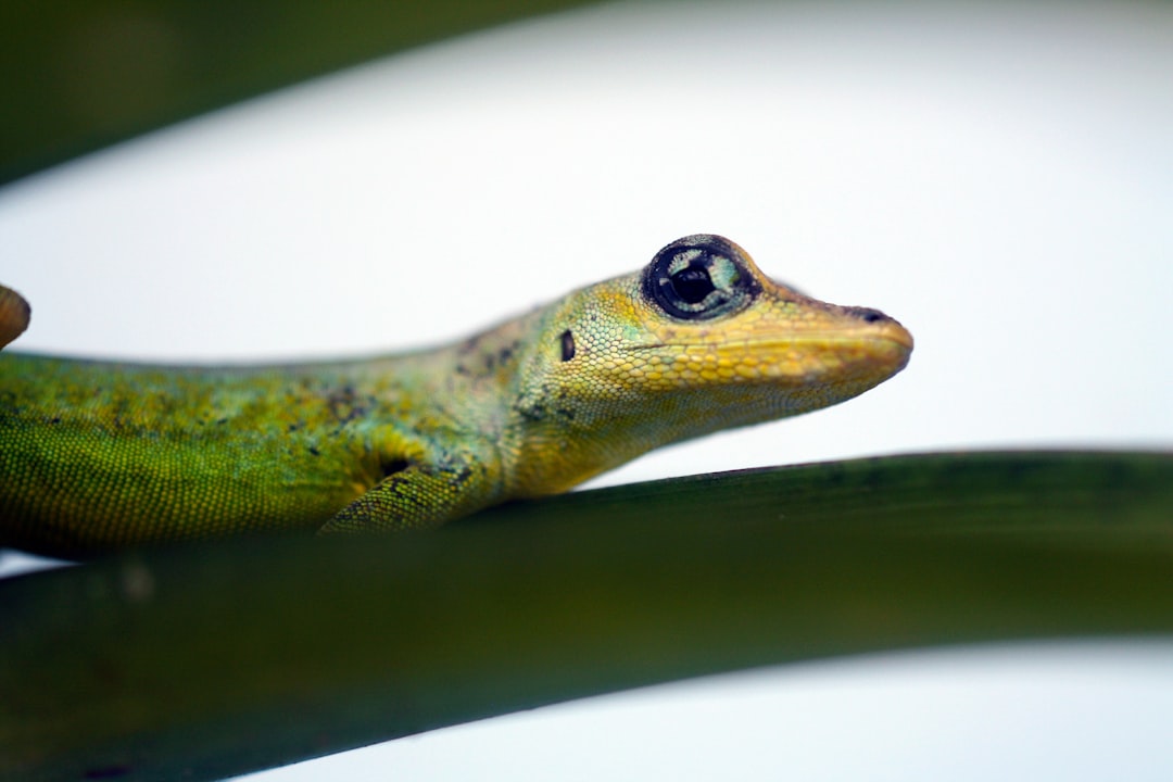 The Green Lizard (Anolis extremus)