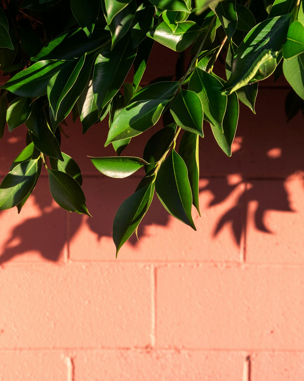 green leafed plant