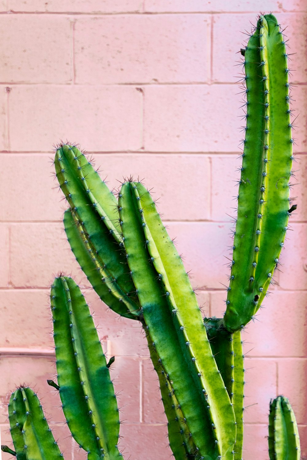 green cactus plant