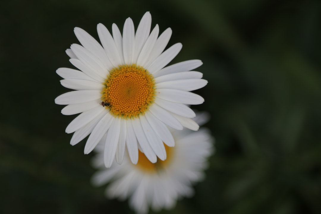 blooming white and yellow daisy flower