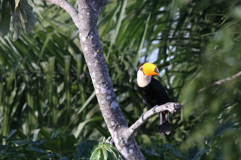 black and white bird on tree close-up photography