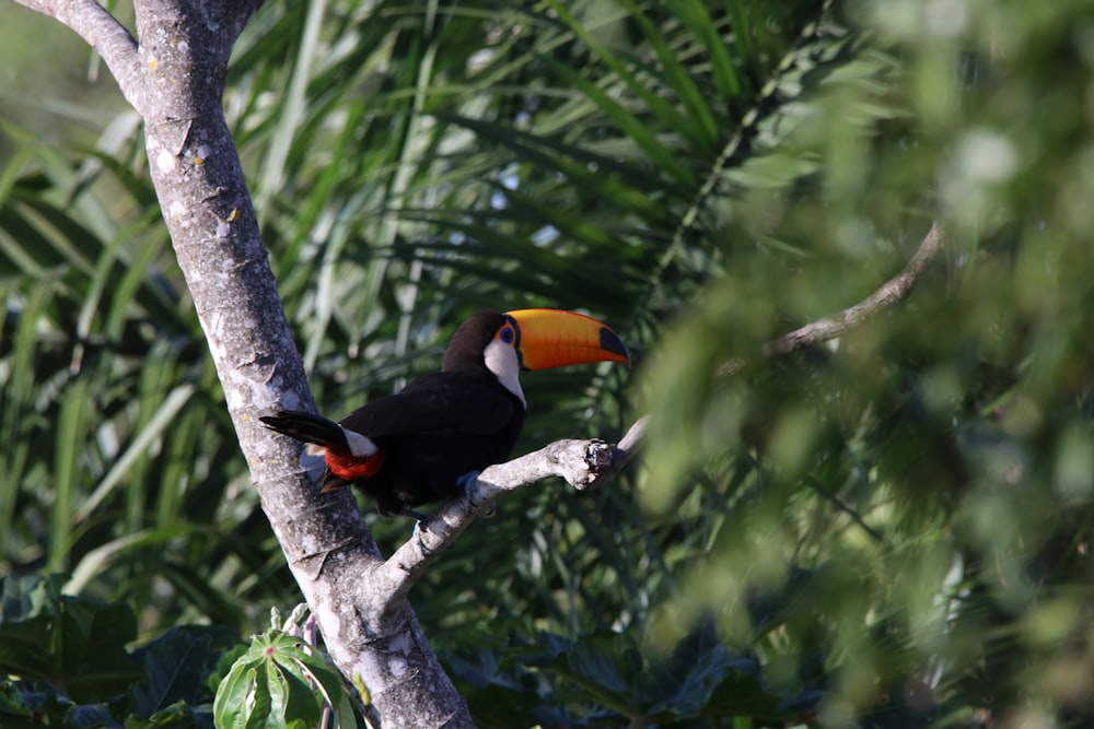 toucan bird on tree