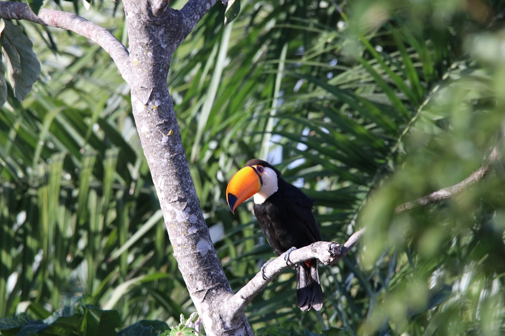 black and orange bird fetched on tree branch