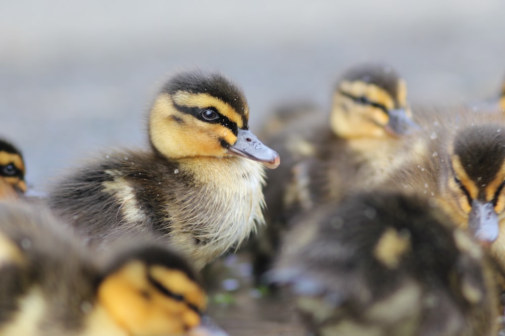shallow focus photography of blakc and yellow duckling facing sideways