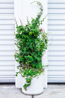 Modern plant supports holding climbing plants against a minimalist white wall.