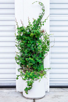 Modern plant supports holding climbing plants against a minimalist white wall.