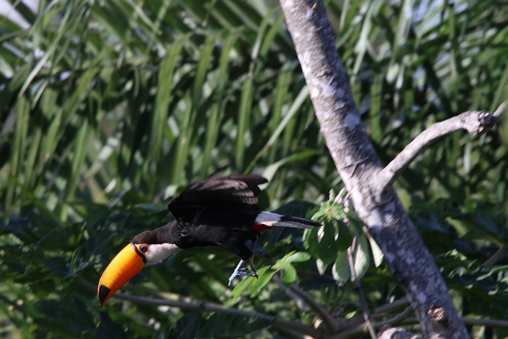 yellow and black toucan