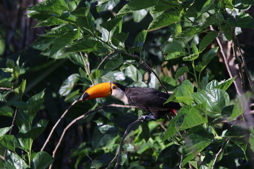 black and orange long-beck bird on green leafed plant