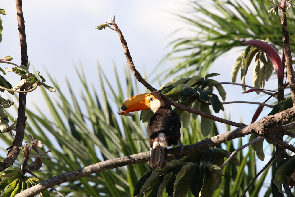 Tucan bird perched on tree branch
