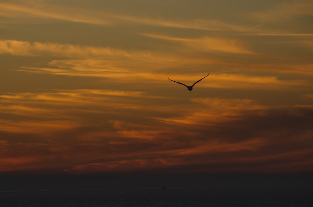 bird on flight at sunset