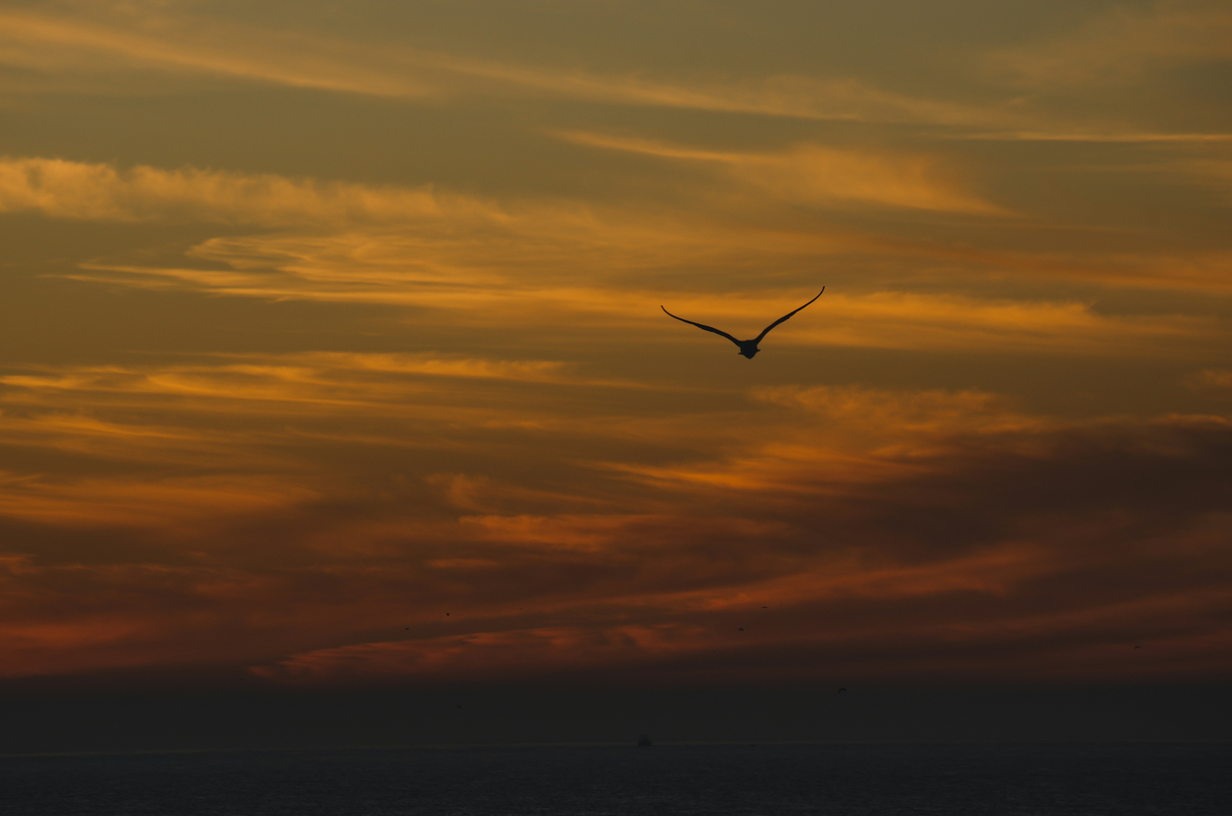 bird on flight at sunset
