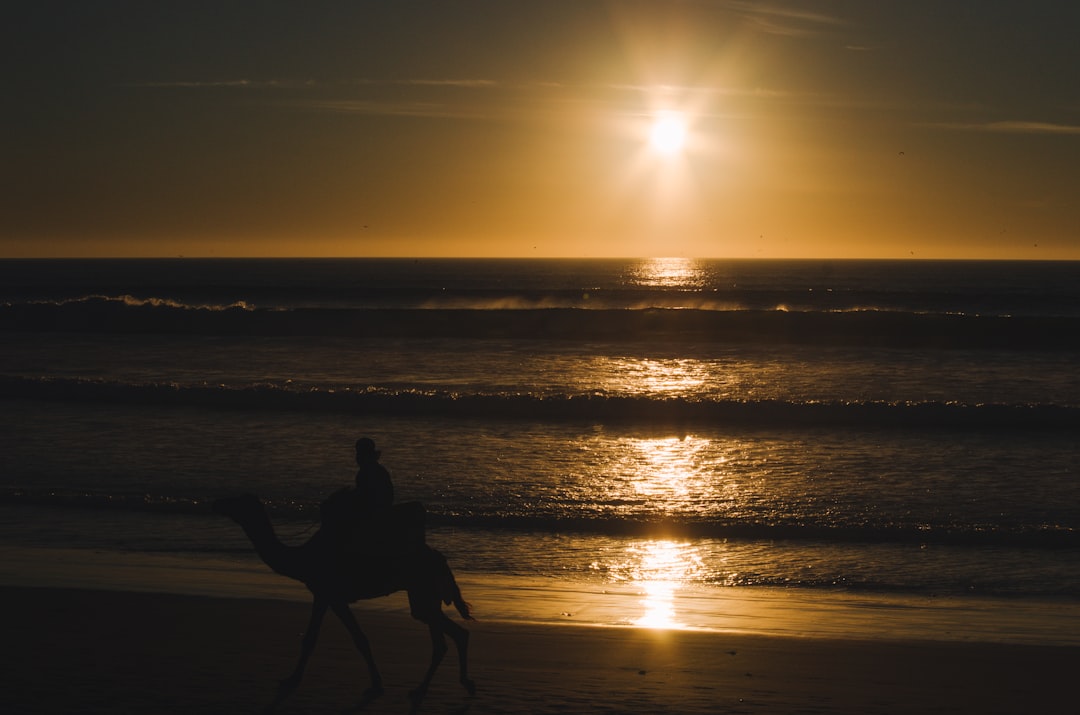 person riding on camel beside body of water during golden hour