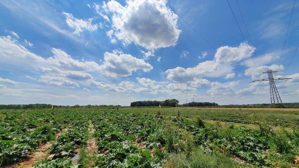 green plants under white and blue sky at daytime