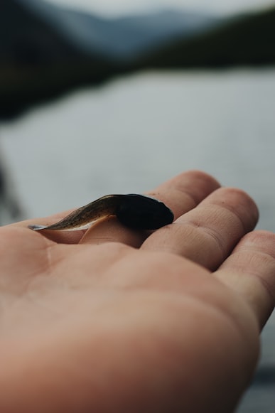 Tadpole