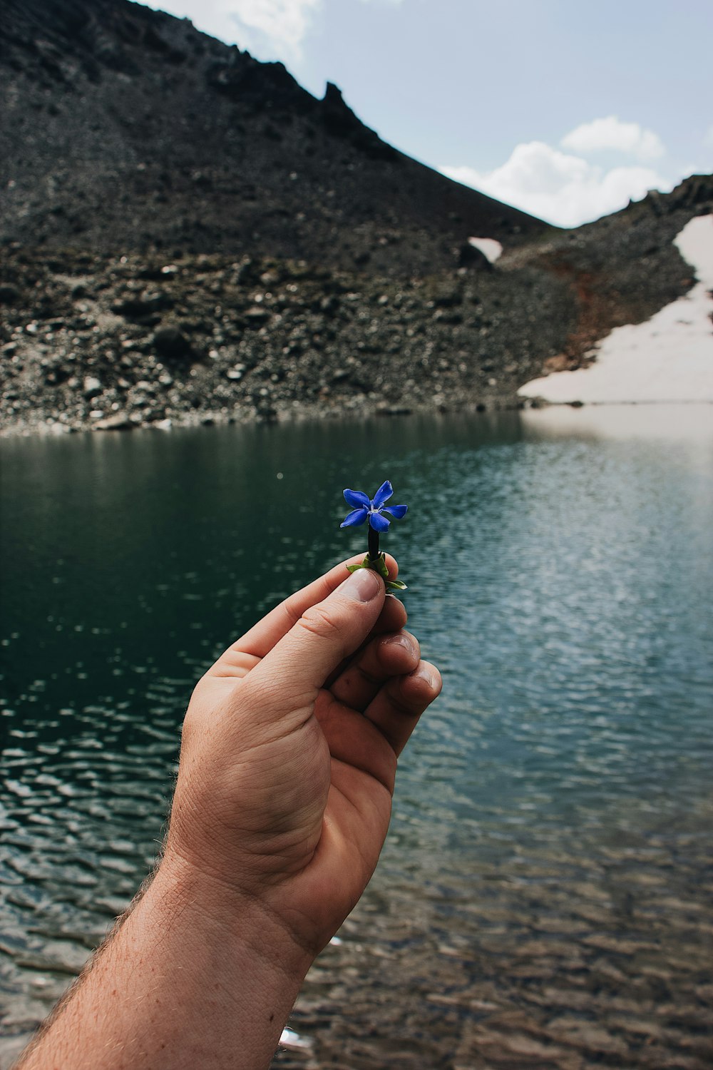 persona che tiene la fotografia ravvicinata di fiori dai petali blu