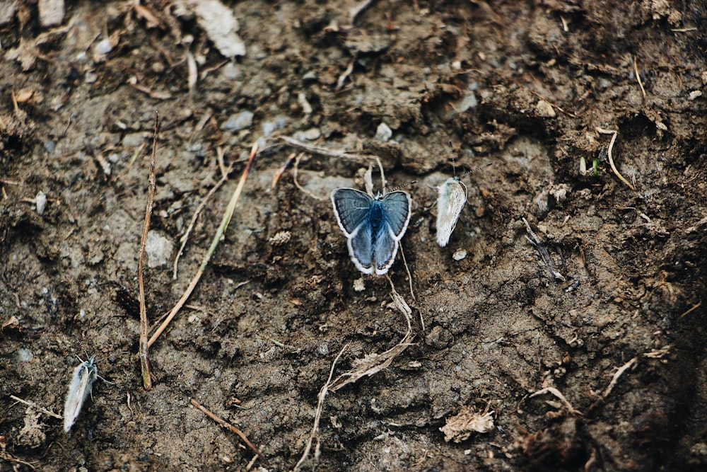 fotografía de primer plano de mariposa azul y blanca