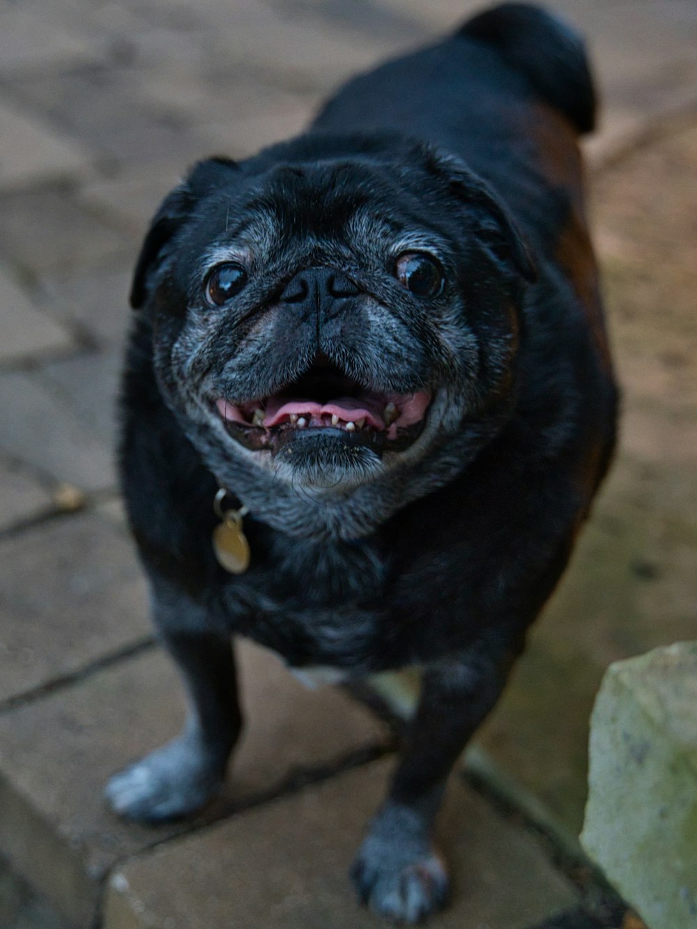 black pug standing tiled floor