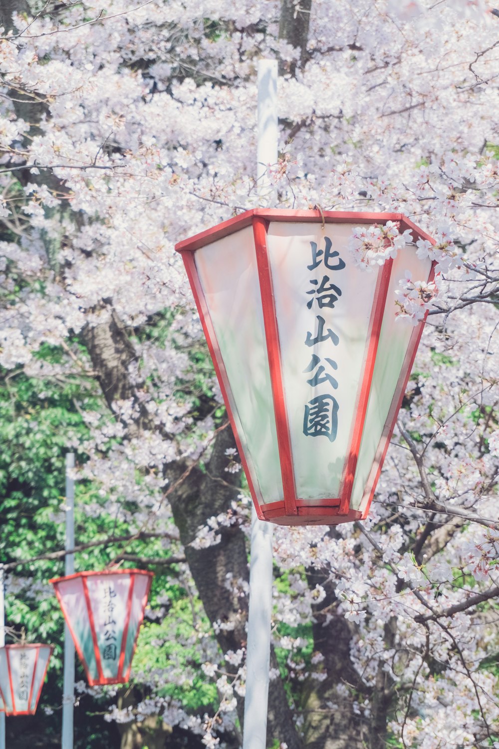 red and clear pendant lamp beside blossom tree