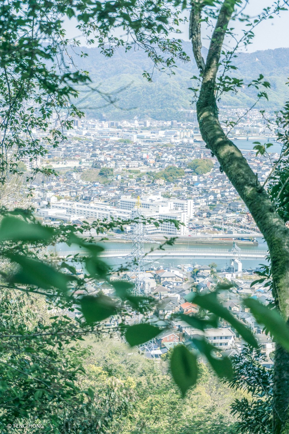 Vista della città dall'albero verde