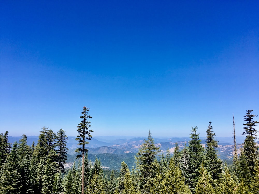 alberi verdi sotto il cielo blu di giorno