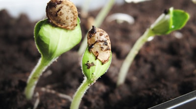 green leaf plant close-up photography