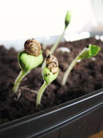 Vibrant seedlings sprouting in biodegradable pots bathed in warm sunlight