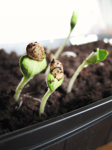 Young green seedlings emerging from dark, rich soil with remnants of their seed casings attached. The plants are in a black container placed in a well-lit area.