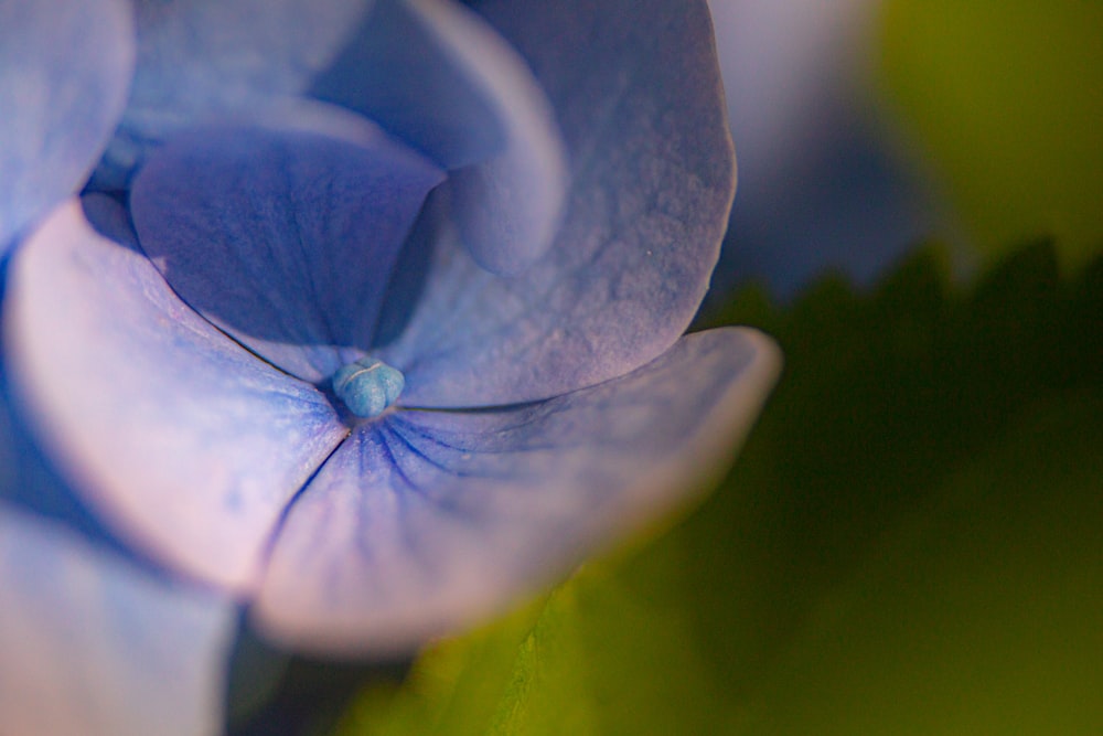 Fotografía de primer plano de flor de pétalos púrpuras