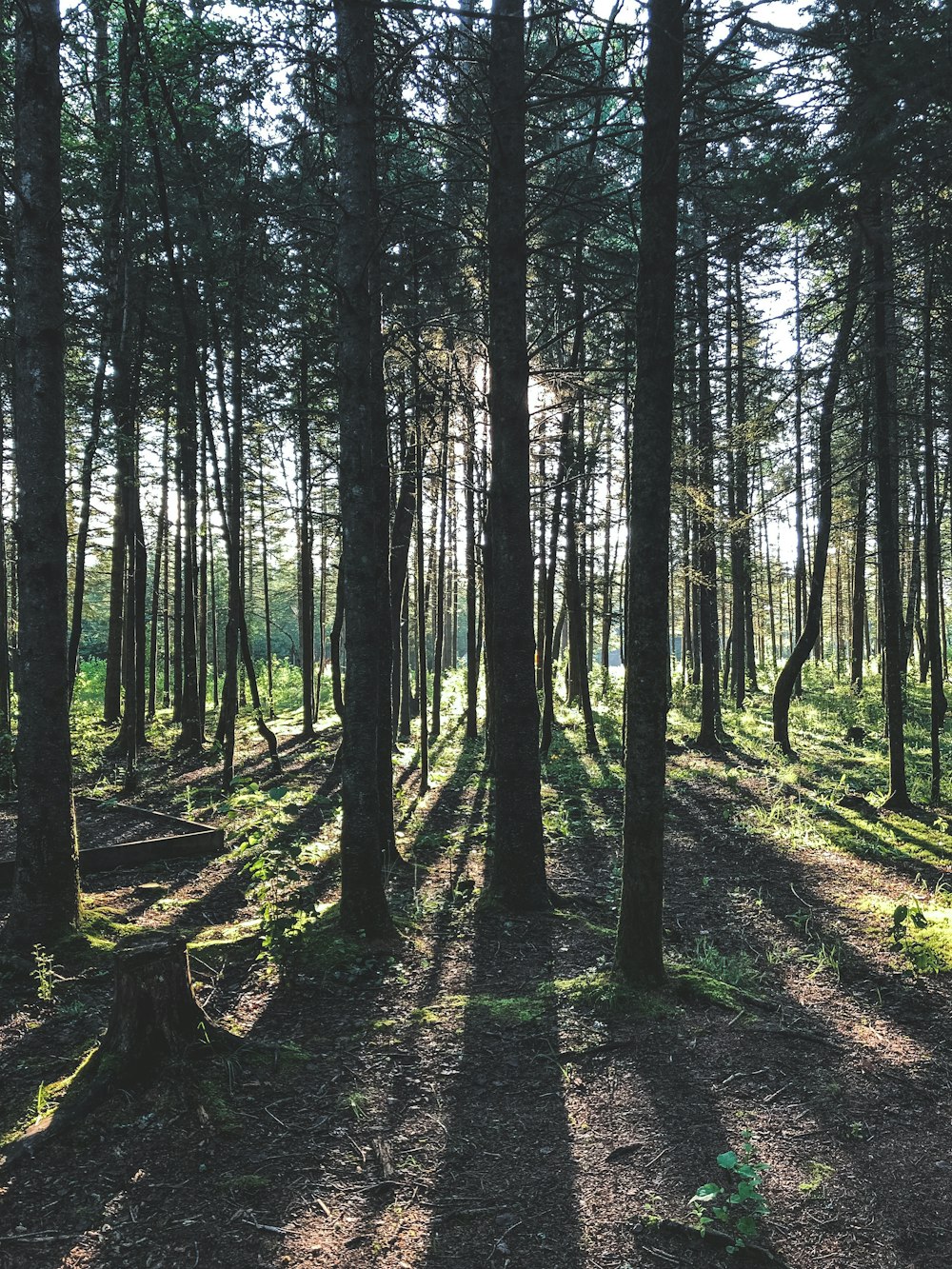 black and green trees at daytime