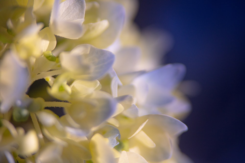 white and yellow petaled flower