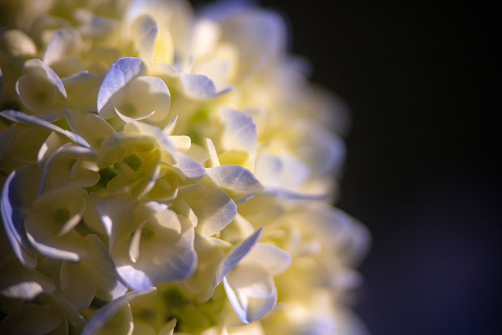 closeup photo of white-and-purple hyndrangeas flowers