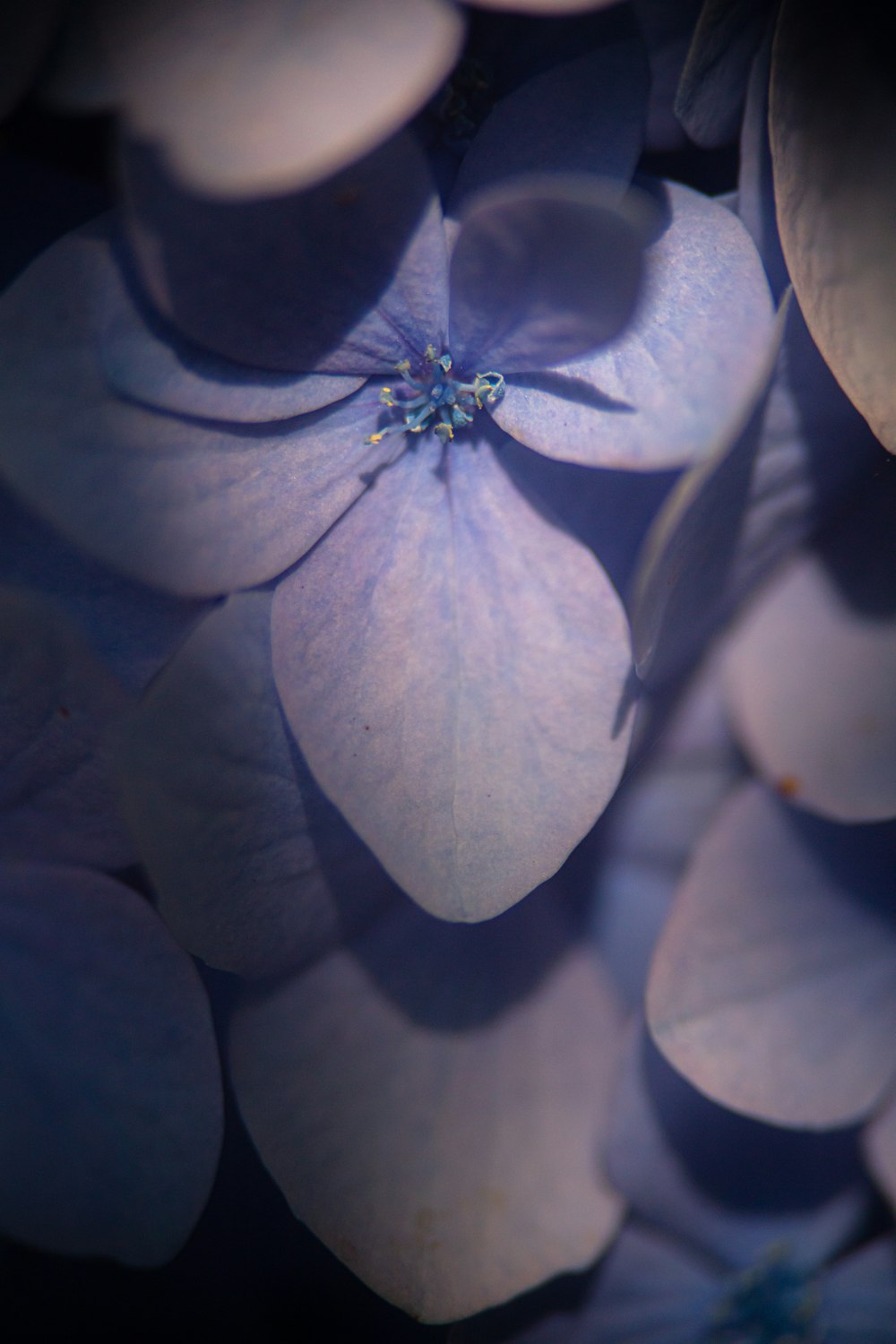 purple petaled flower