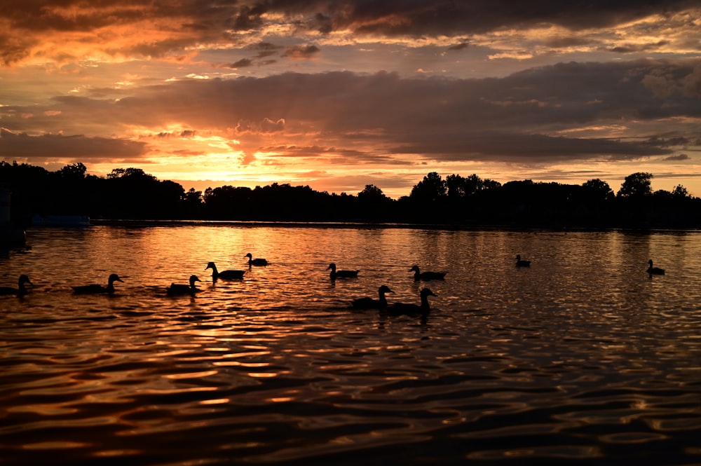 a flock of ducks floating on top of a lake