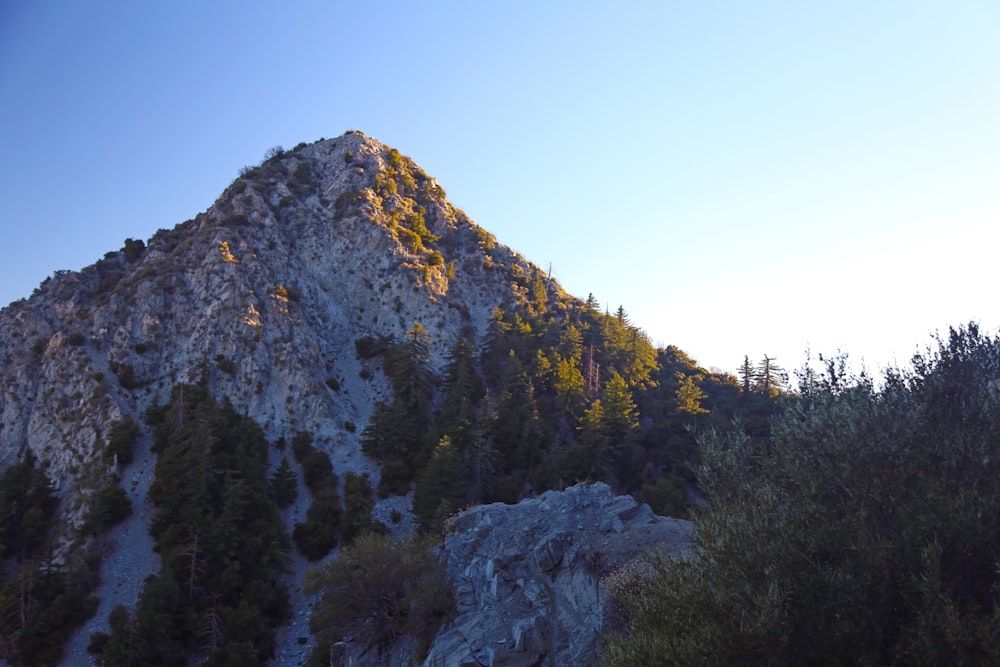 trees on hill