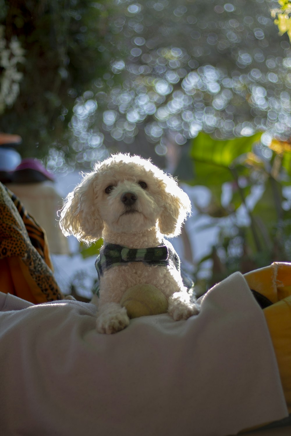 long-coat white dog on grey textile