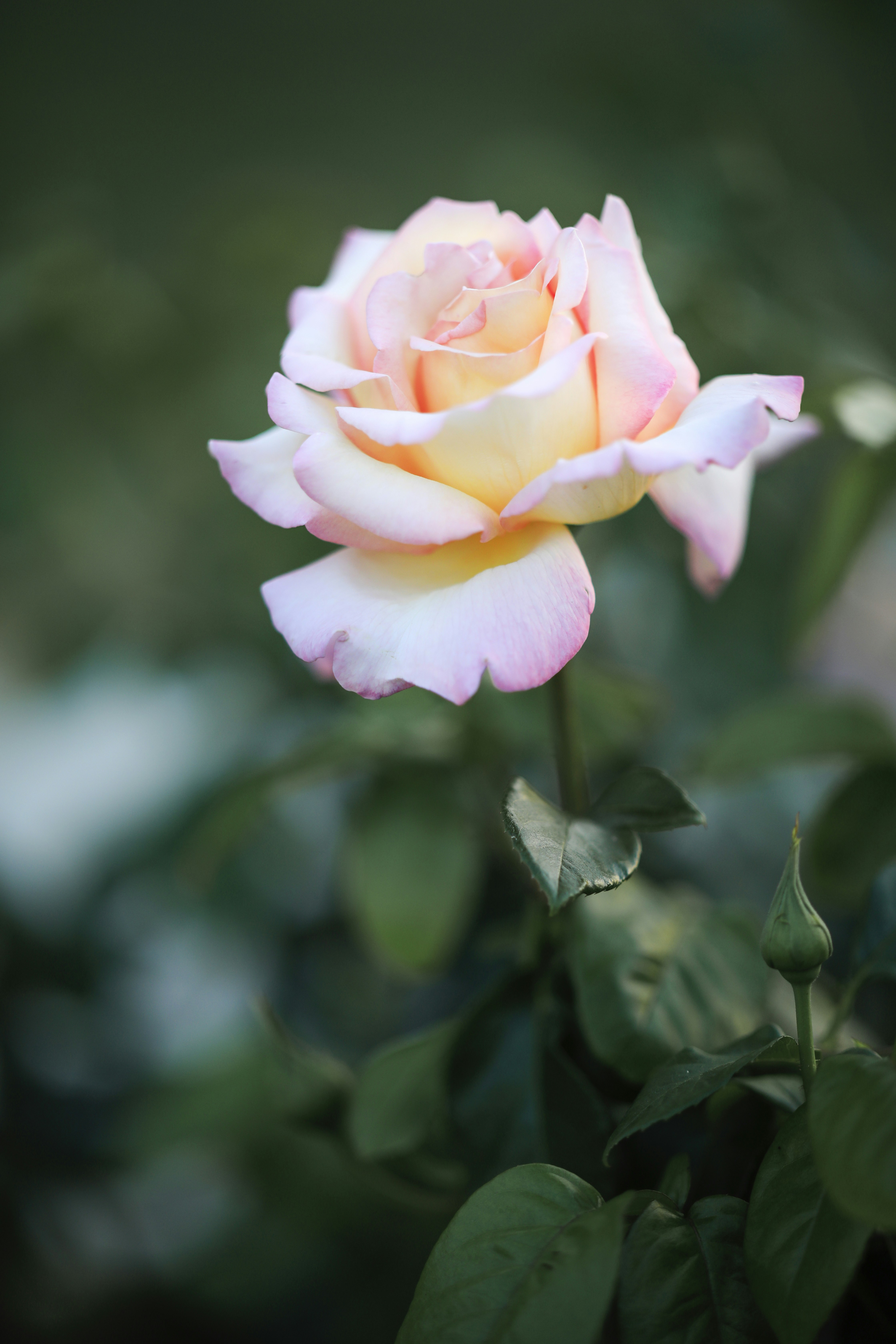 Photo by jollyphotograph